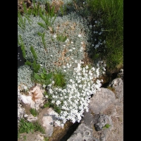 Cerastium grandiflorum (fam Caryophyllacees) (Balkans, Caucase) (1)